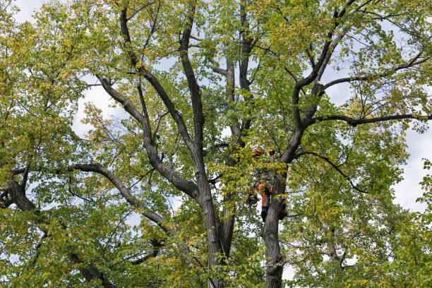 How Our Tree Care Process Works  in  Manchester Center, VT